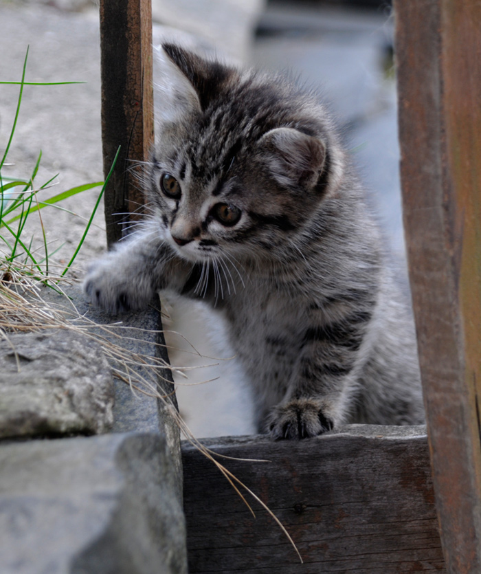 photo "***" tags: nature, pets/farm animals