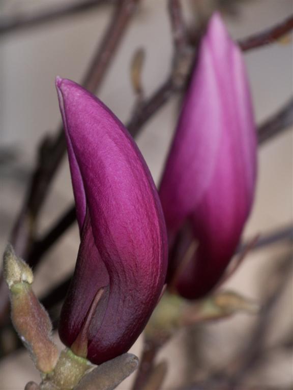 photo "***" tags: nature, flowers