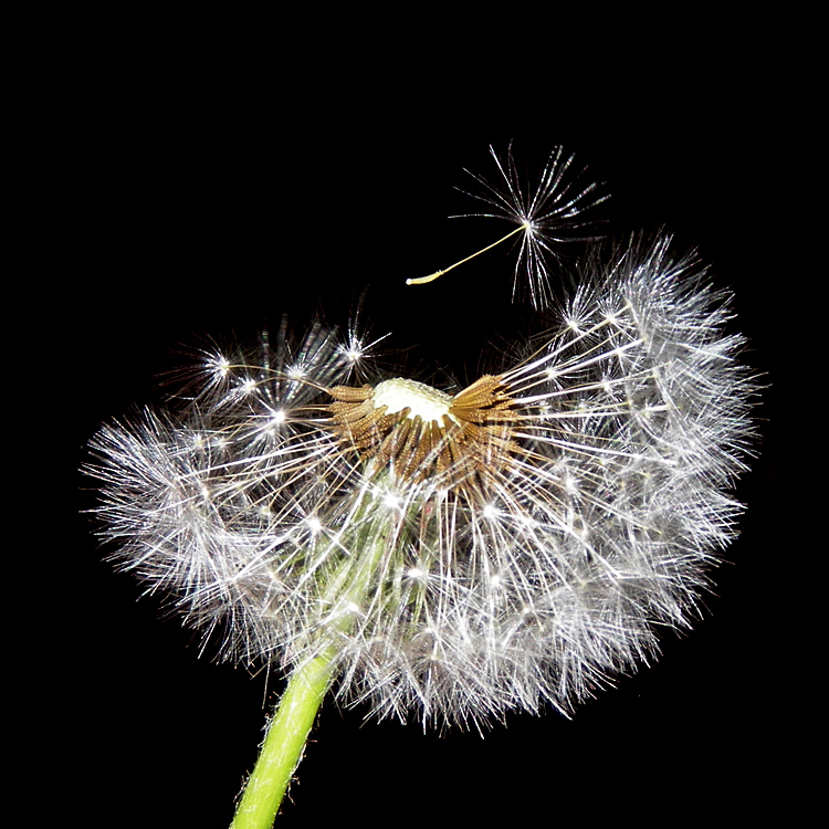 photo "***" tags: macro and close-up, abstract, 