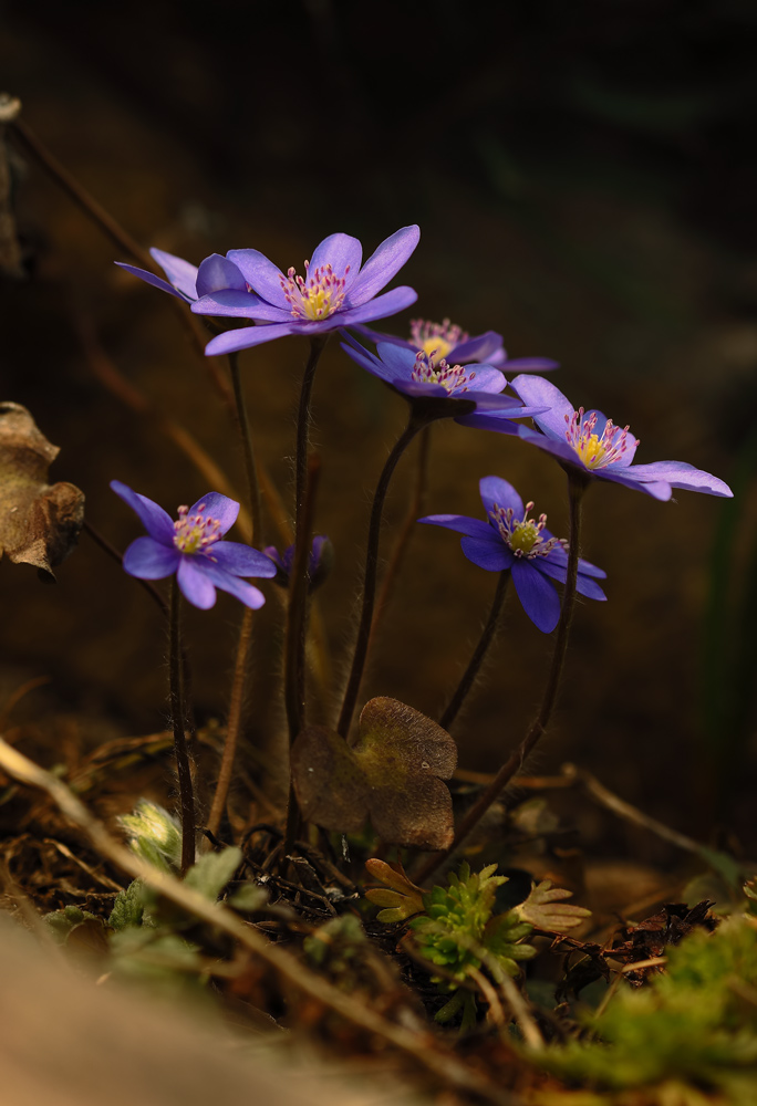 фото "Печеночница" метки: природа, макро и крупный план, цветы