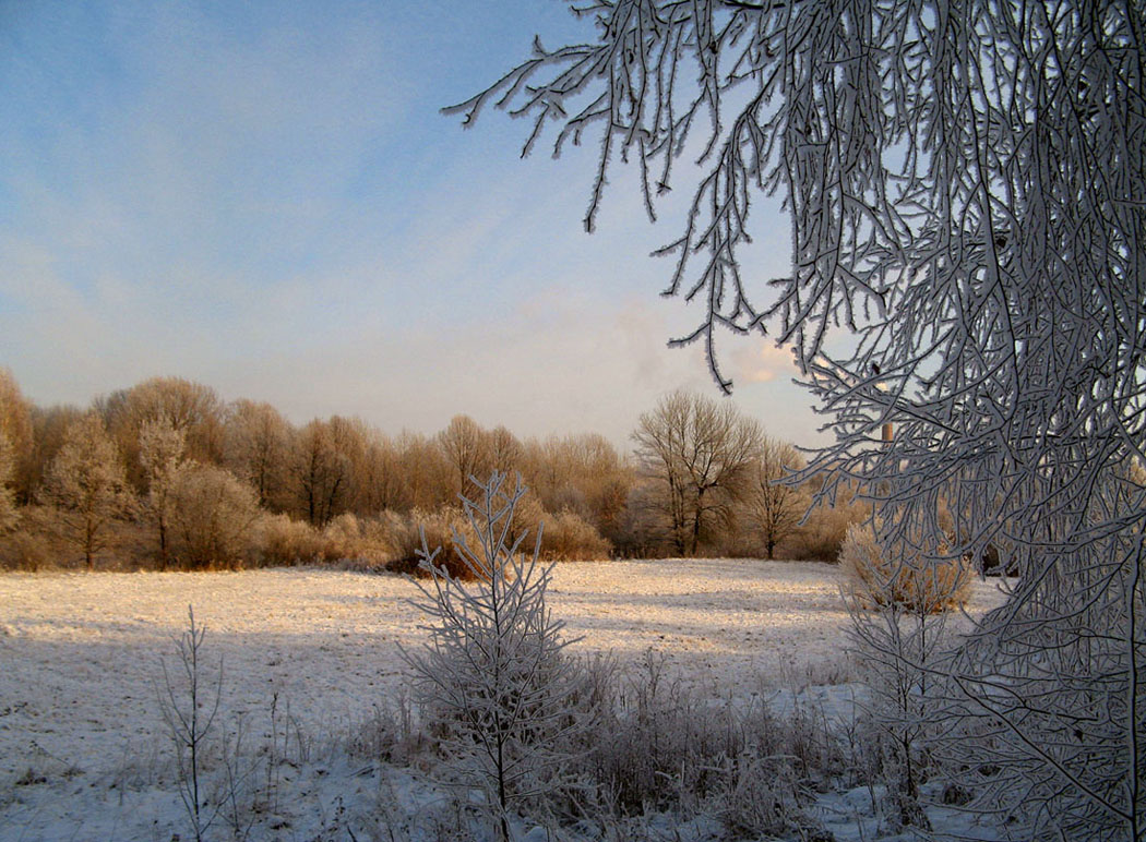 photo "Draws - frost!" tags: landscape, forest, winter