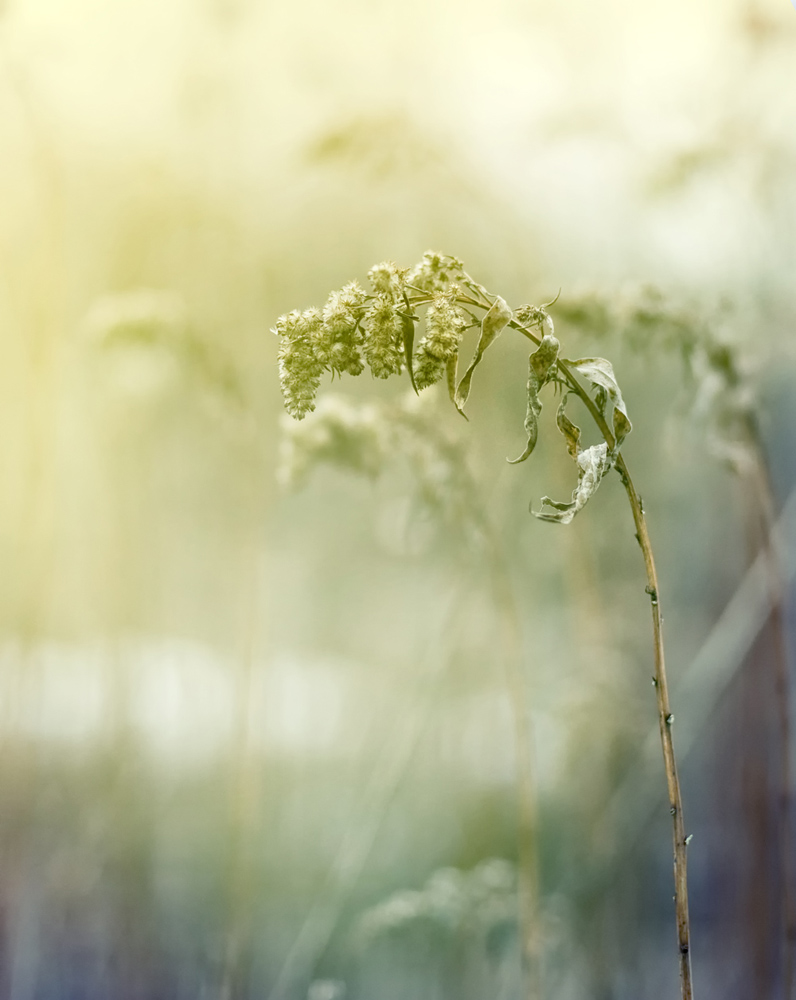 photo "***" tags: nature, flowers