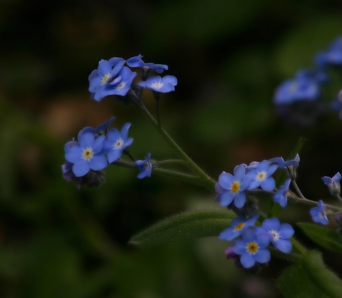 фото "forget me not" метки: природа, цветы