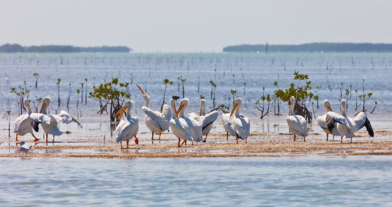 photo "***" tags: nature, landscape, water, wild animals