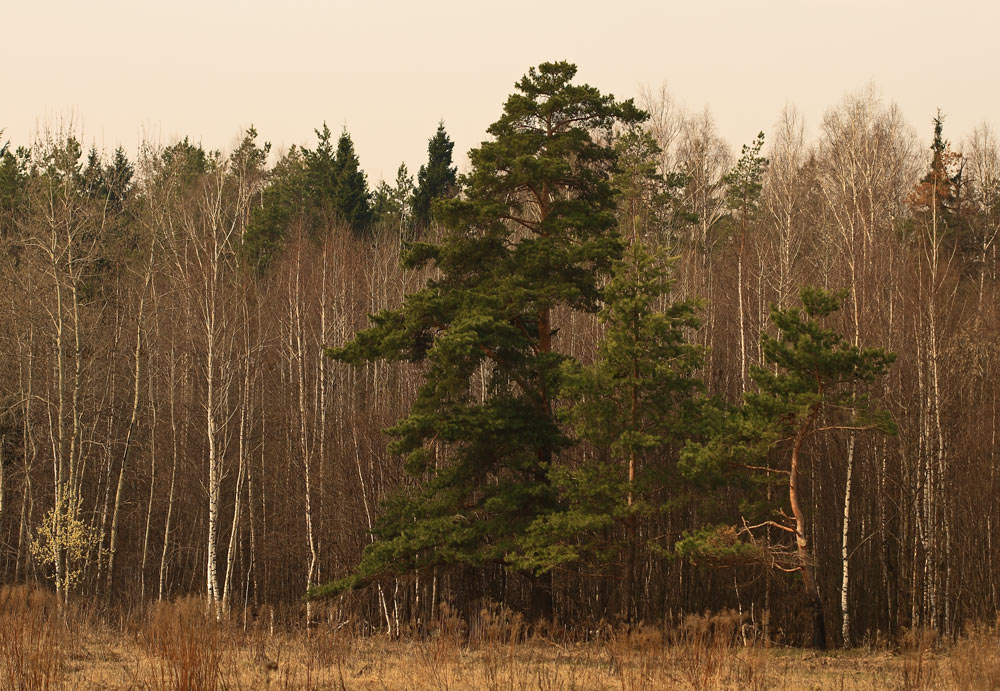 photo "***" tags: landscape, forest, spring