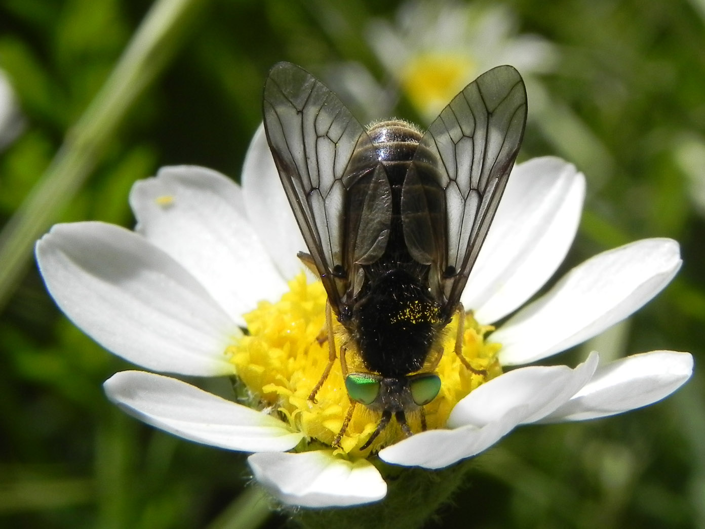 photo "Chlorosmati" tags: nature, flowers, insect
