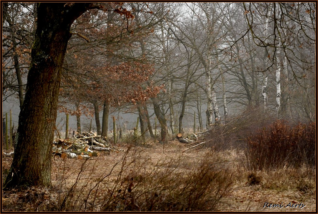 photo "***" tags: landscape, forest, spring