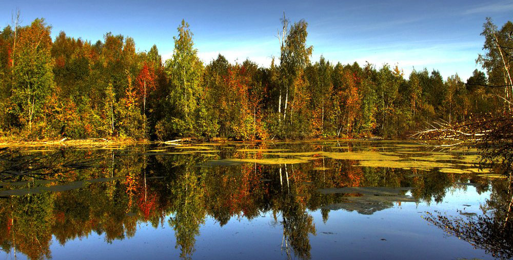 фото "палитра осени" метки: пейзаж, лес