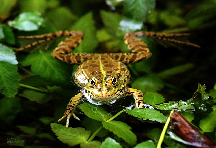 photo "***" tags: nature, wild animals