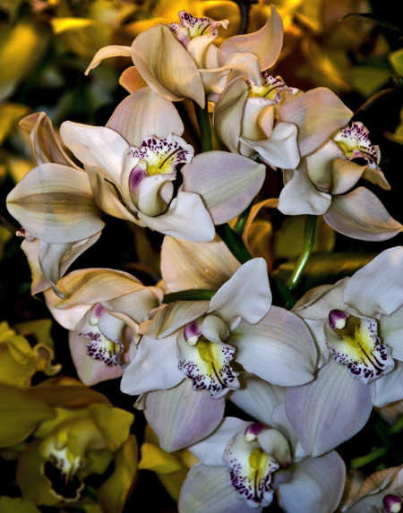 фото "Орхидеи" метки: природа, цветы