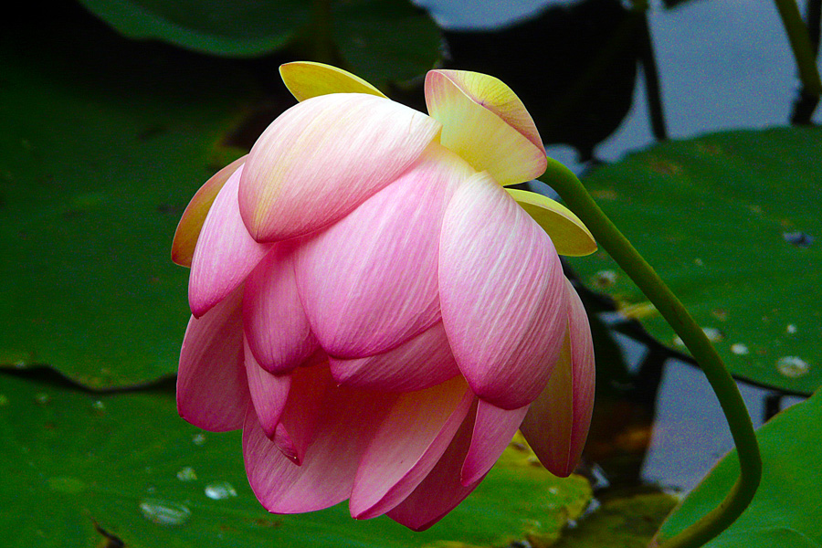 photo "Delicacy" tags: nature, macro and close-up, flowers, leaves, lotus