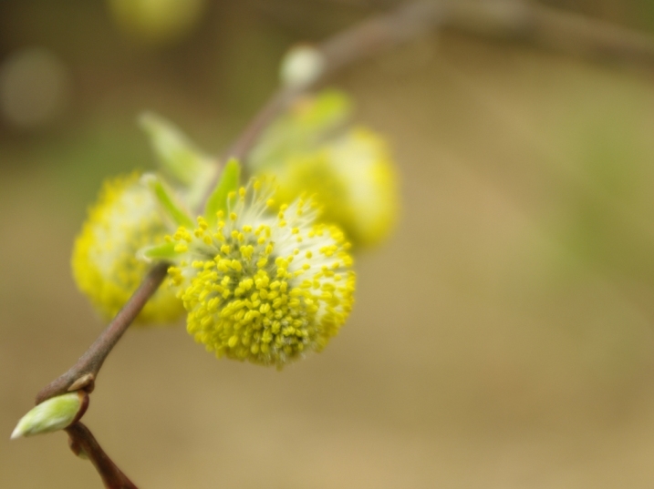 photo "Желтенькие" tags: nature, macro and close-up, flowers