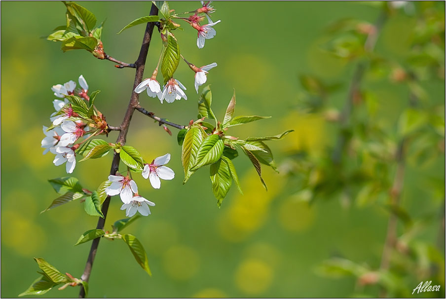 фото "Весны очарование и нежность, она – в листочке каждом." метки: пейзаж, природа, весна, цветы