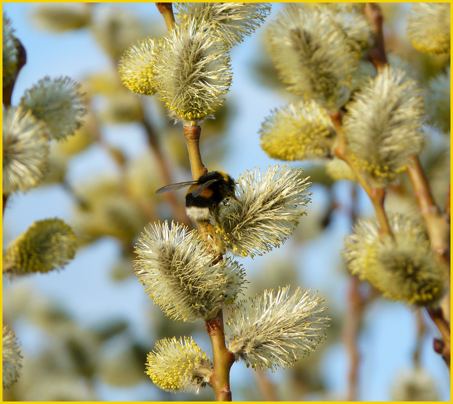 photo "fluffy spring" tags: nature, flowers, insect