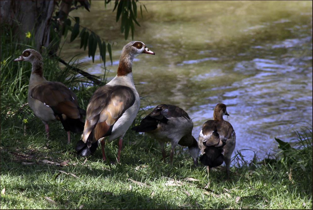 photo "***" tags: nature, landscape, water, wild animals