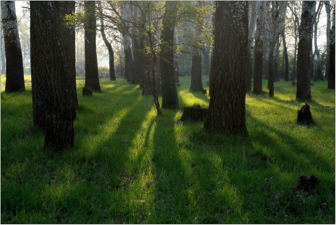 фото "утро" метки: пейзаж, лес