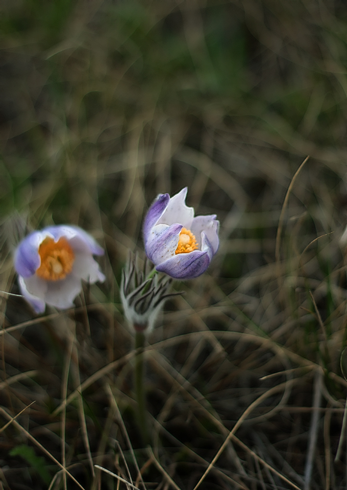 photo "***" tags: nature, macro and close-up, flowers