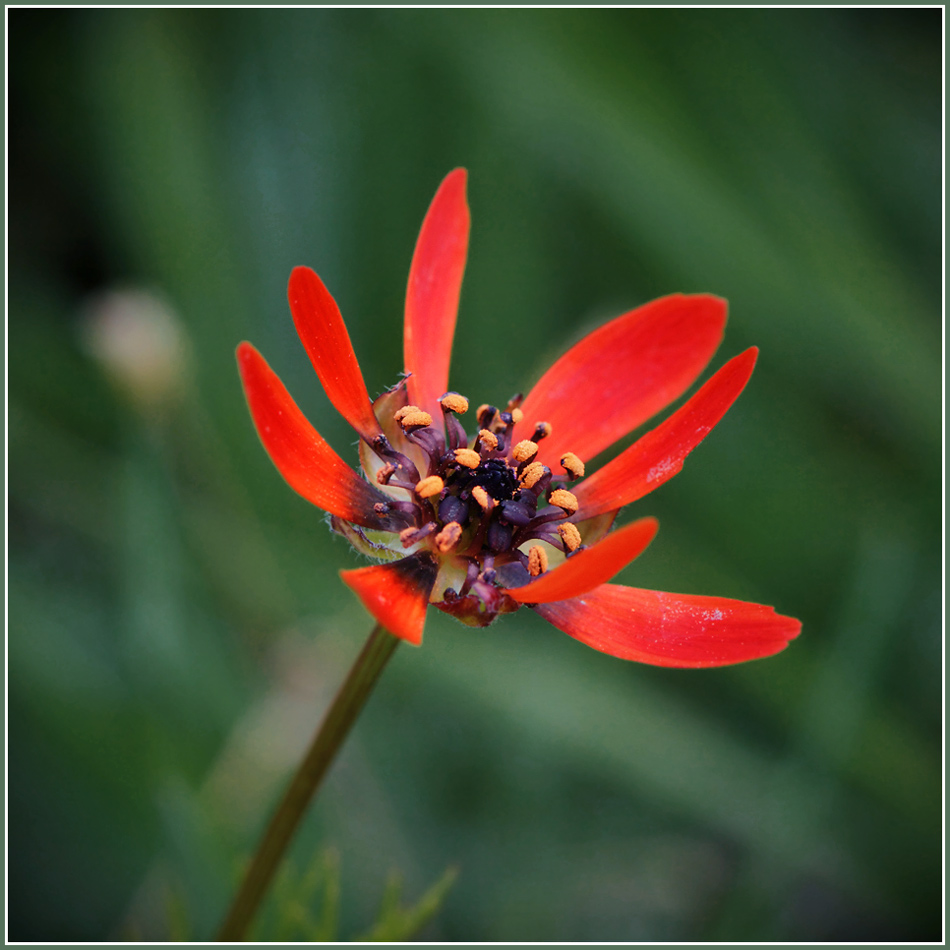 photo "***" tags: nature, macro and close-up, flowers