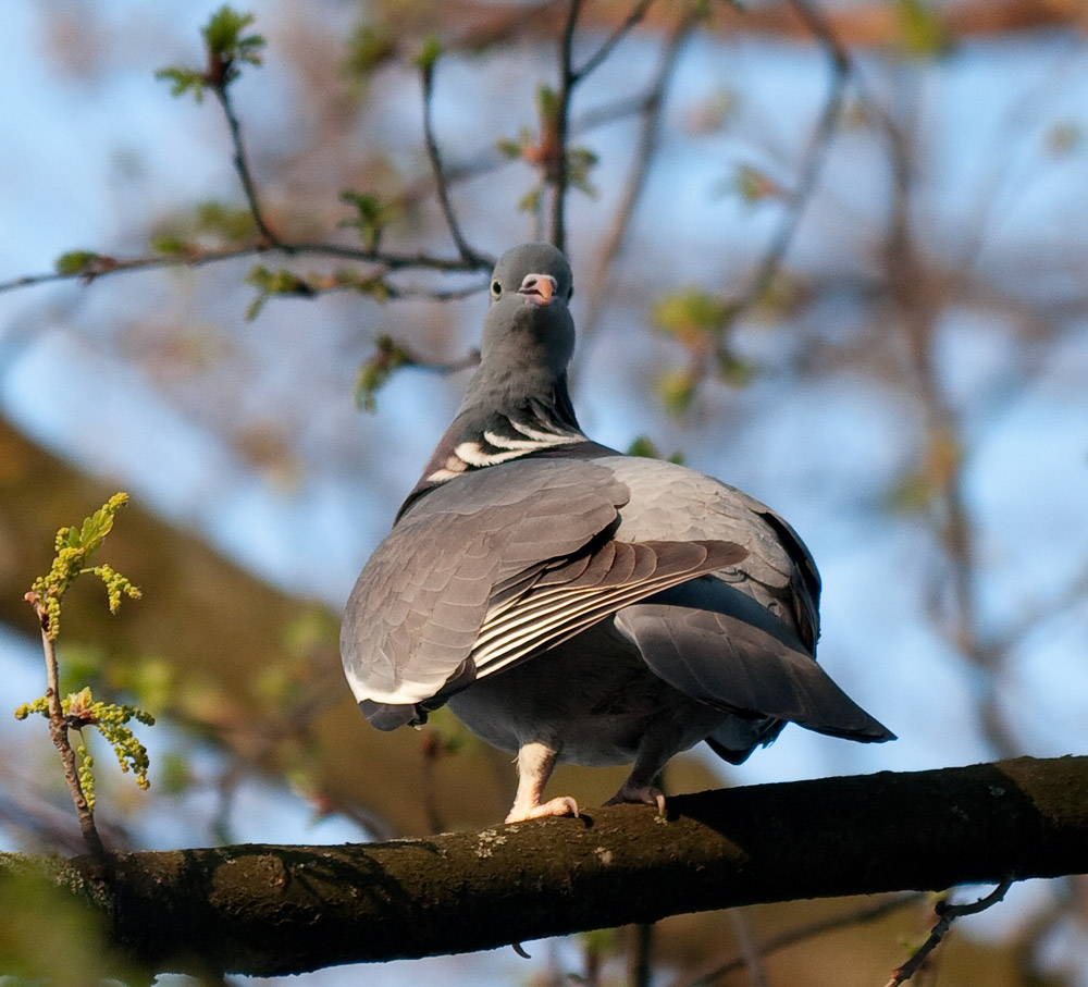 photo "***" tags: nature, wild animals