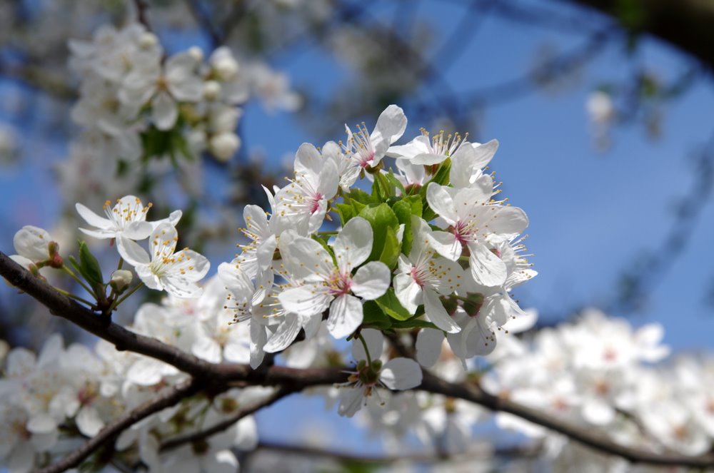 photo "Cherry Blossom" tags: nature, travel, North America, flowers