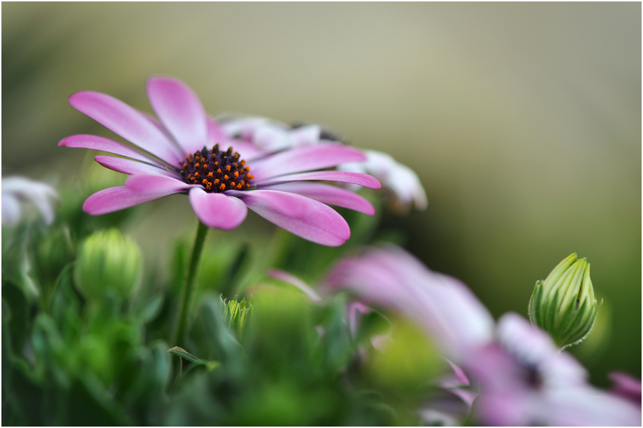 photo "***" tags: macro and close-up, 