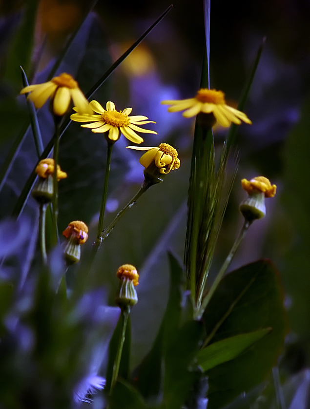 photo "***" tags: nature, flowers