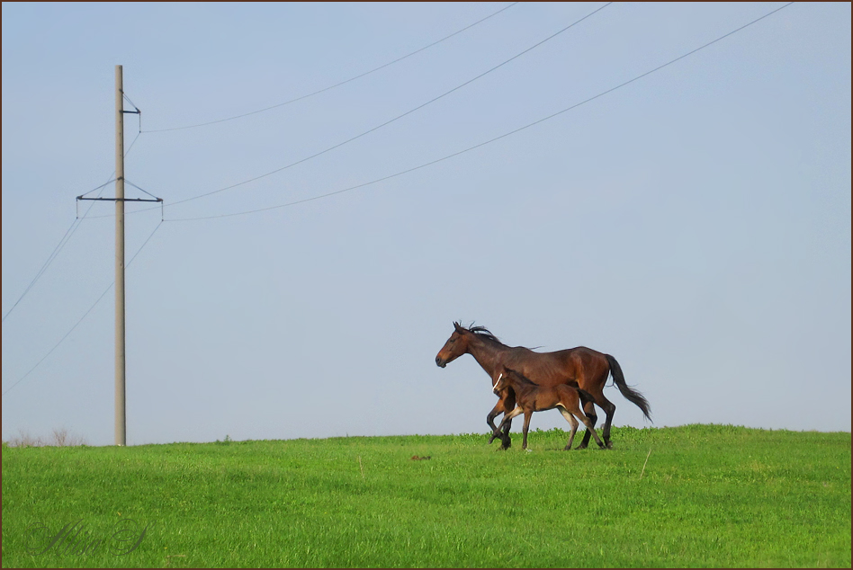 photo "***" tags: nature, pets/farm animals