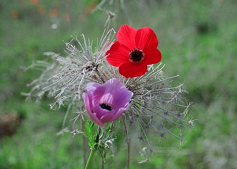 photo "***" tags: nature, flowers