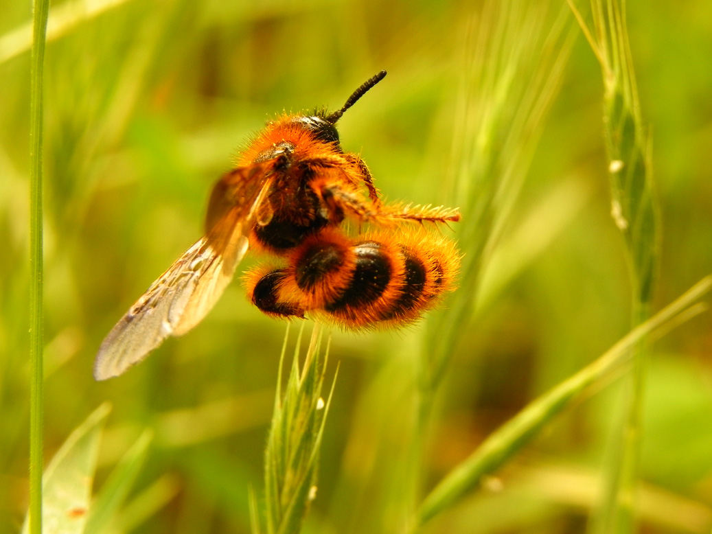 photo "Dabbour" tags: nature, macro and close-up, insect