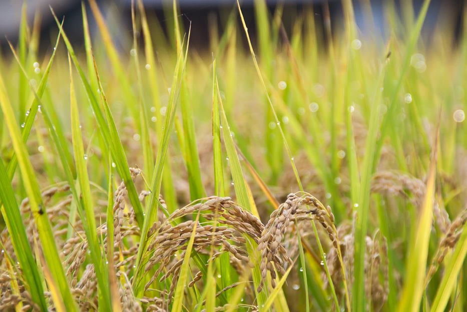 photo "***" tags: landscape, travel, Asia