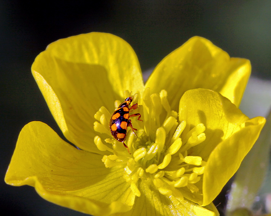 photo "***" tags: nature, macro and close-up, flowers