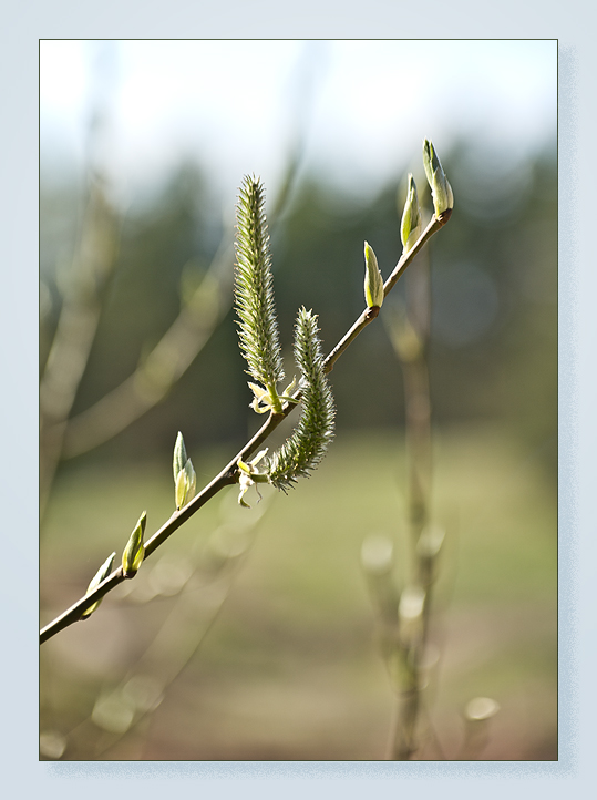 photo "***" tags: landscape, spring