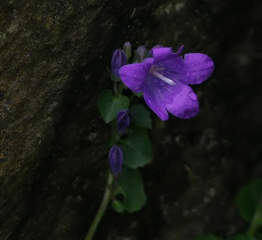 photo "campanula" tags: nature, flowers