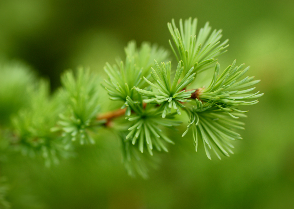 photo "***" tags: macro and close-up, 