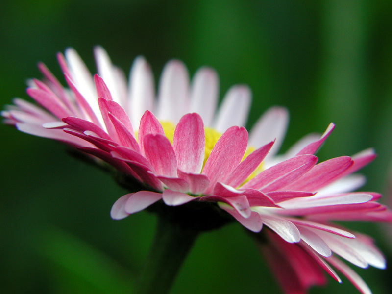 photo "***" tags: macro and close-up, 