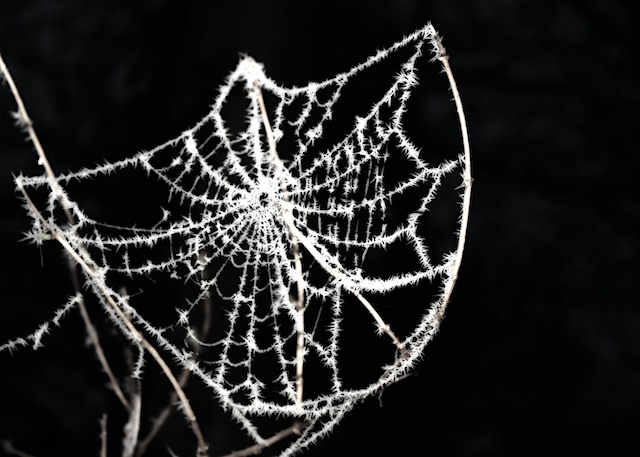 photo "spider web" tags: nature, insect