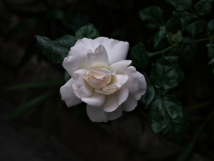 photo "***" tags: nature, flowers