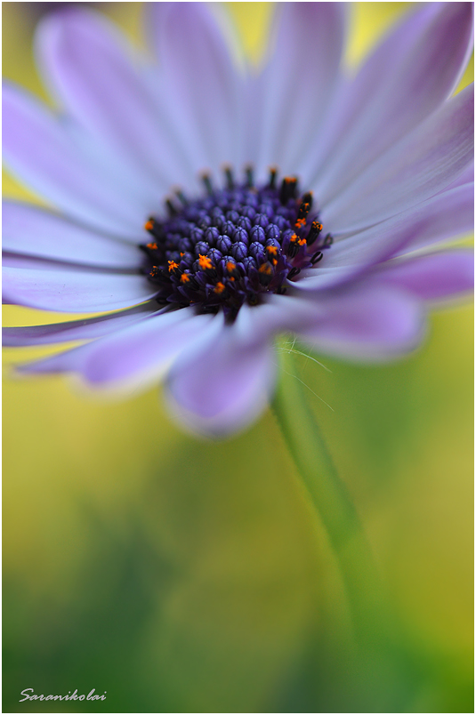 photo "***" tags: macro and close-up, 