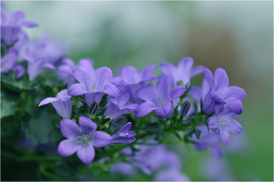 photo "***" tags: macro and close-up, 