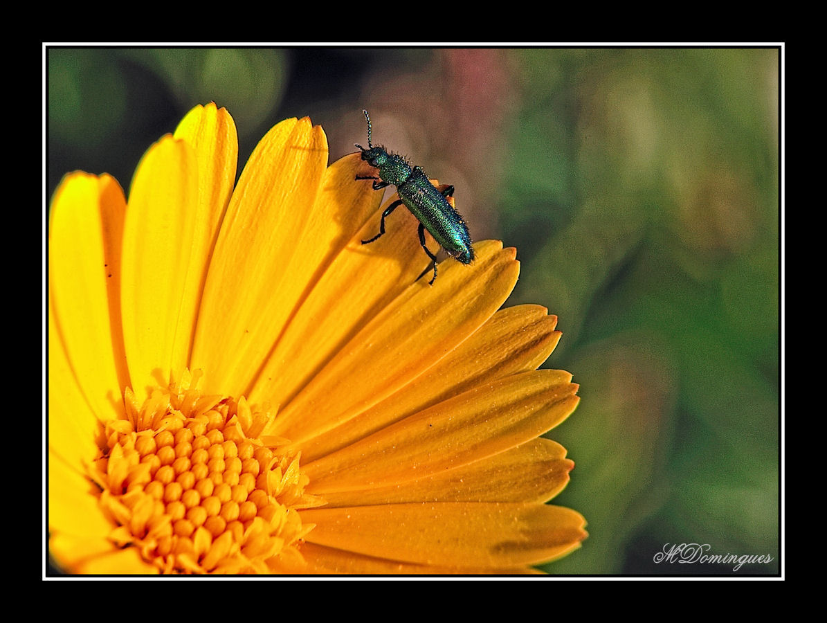 photo "wild macro" tags: macro and close-up, 