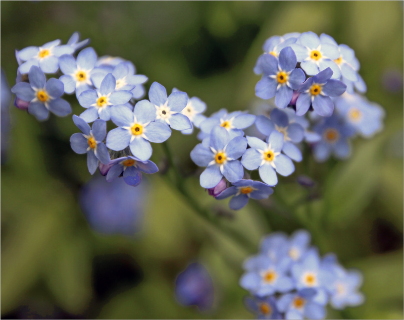 photo "***" tags: nature, flowers