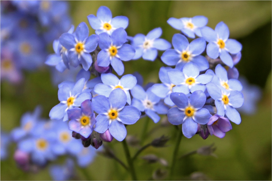 photo "***" tags: nature, flowers