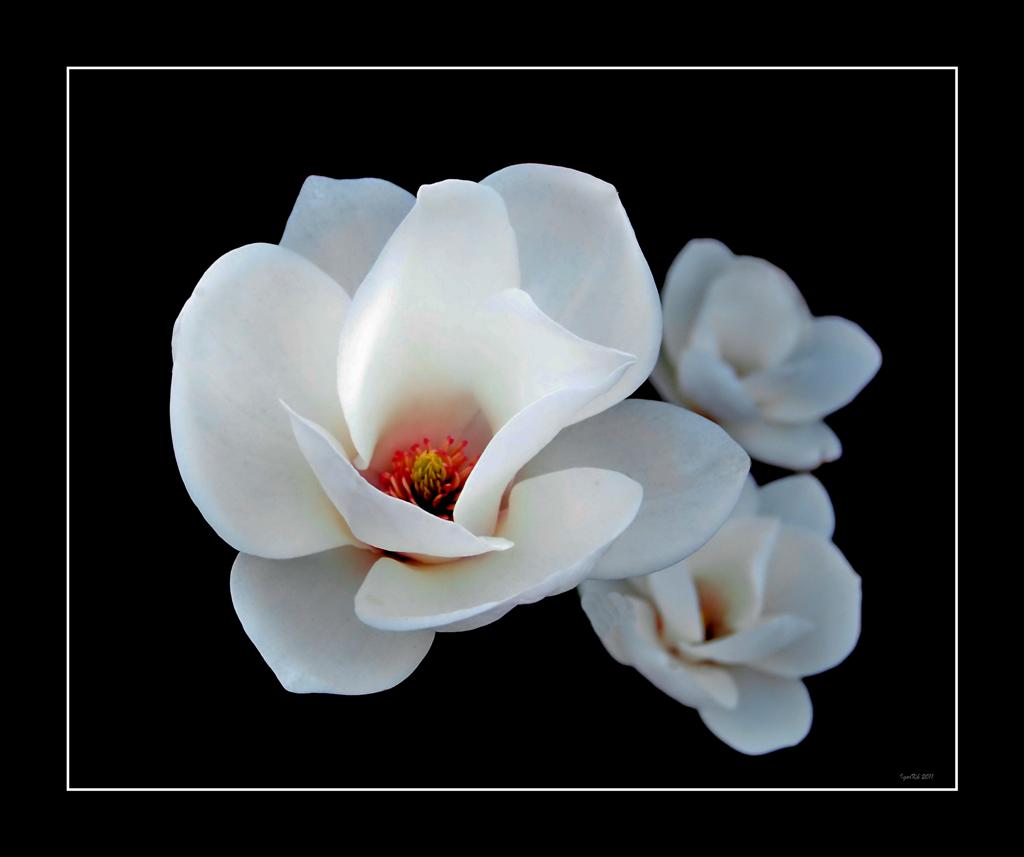 фото "Альба 2" метки: природа, цветы