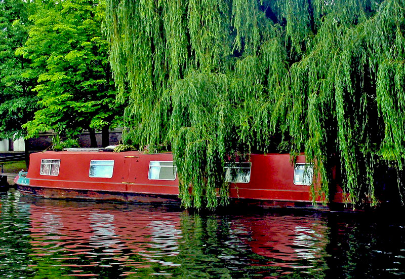 photo "Weeping Willow" tags: , 