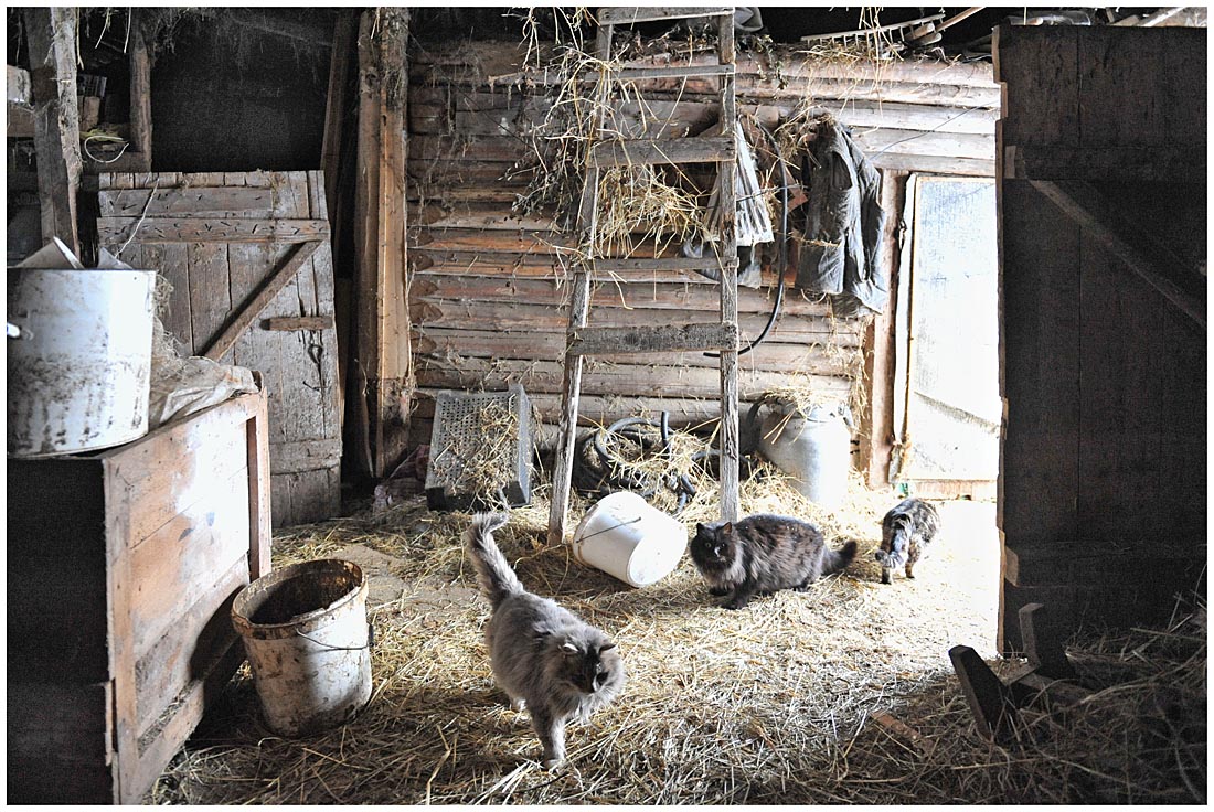 photo "Rustic interior with cats" tags: interior, 