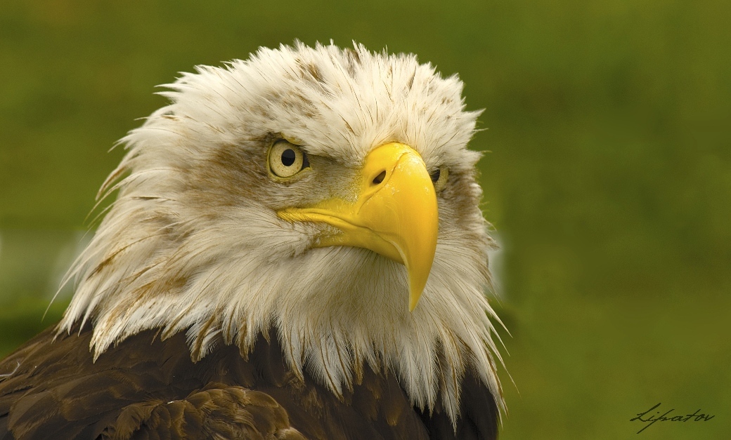 photo "белоголовый орлан" tags: nature, wild animals