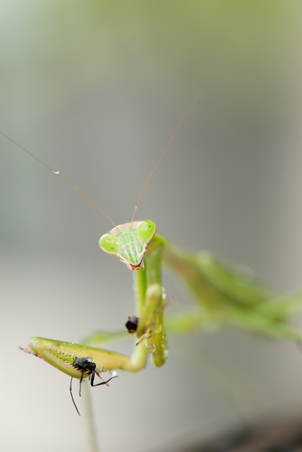 photo "Обед" tags: nature, insect