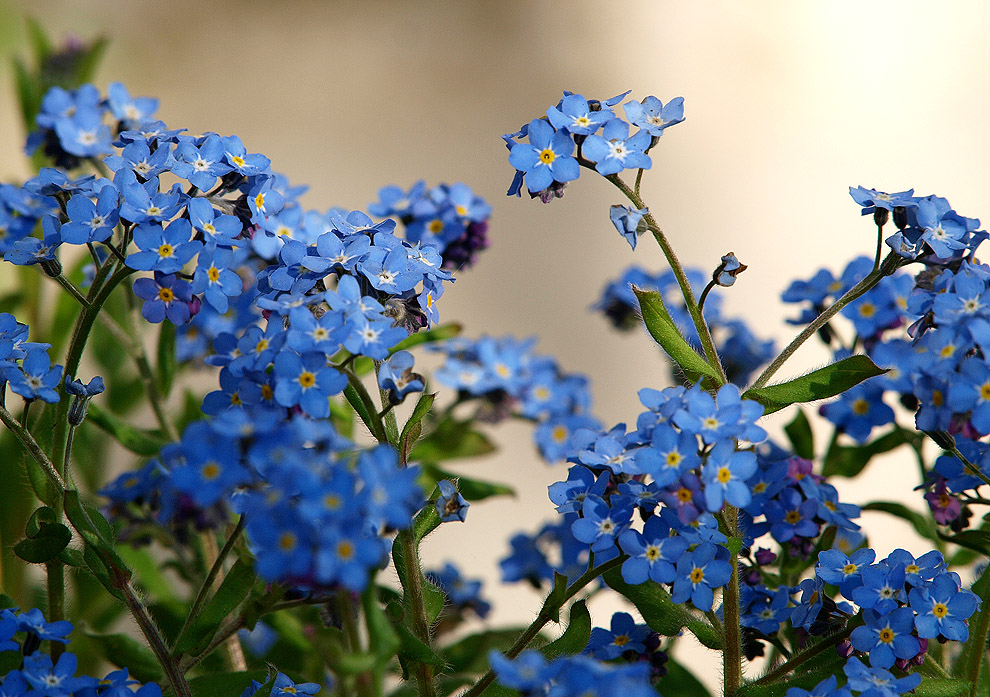 photo "Little Blue" tags: nature, macro and close-up, flowers