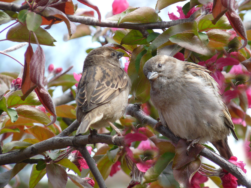 photo "***" tags: nature, wild animals