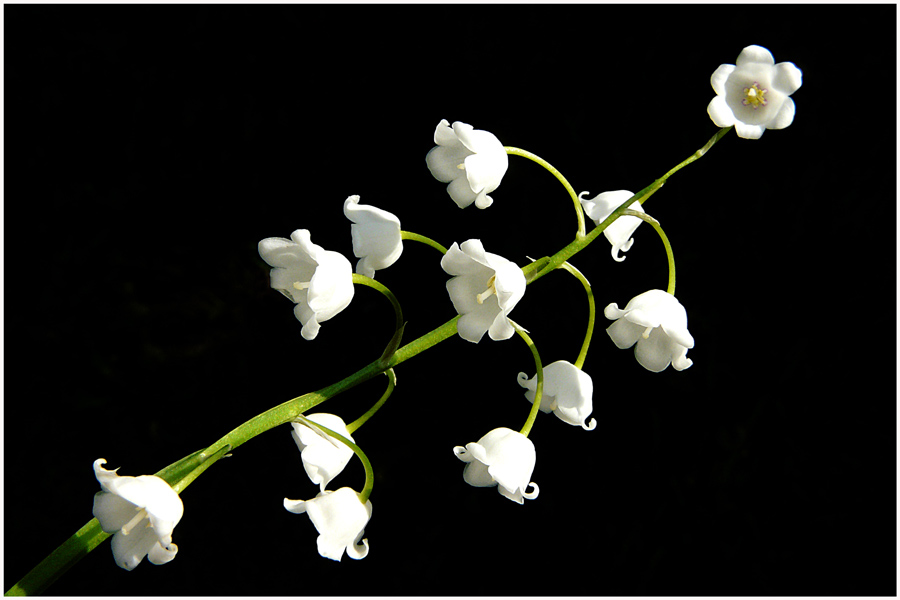 photo "Twelve bells" tags: nature, flowers, spring